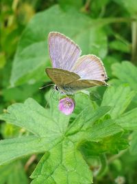 Close-up of butterfly on leaf