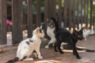 In a bright and warm backyard, three cats playfully interact