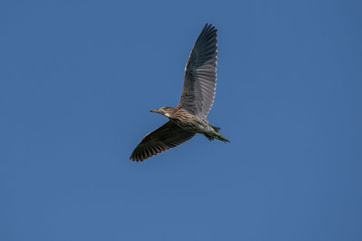 Low angle view of bird flying against clear blue sky