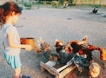 Low angle view of gitl feeding chickens