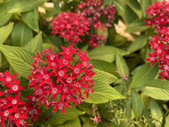 Close-up of red flowering plant in park