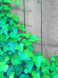 Close-up of plants