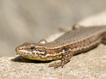 Close-up of lizard on rock