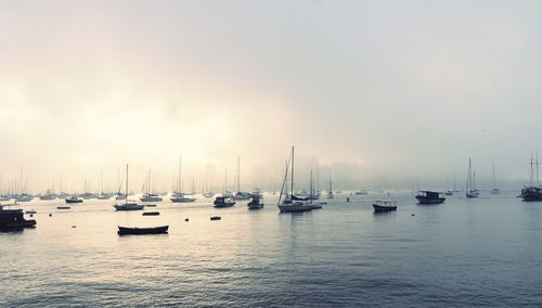 Sailboats moored in harbor against clear sky