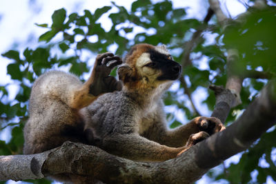 Low angle view of a squirrel on tree