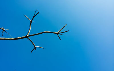 Low angle view of branch against clear blue sky