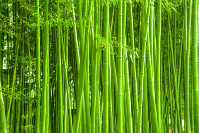 Full frame shot of bamboo plants