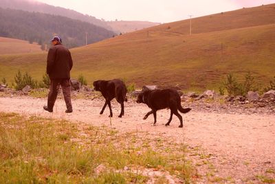 Rear view of man with dogs walking on field
