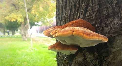 Close-up of mushroom on tree trunk