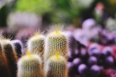 Close-up of cactus plant