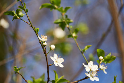 Close-up of white flowering plant
