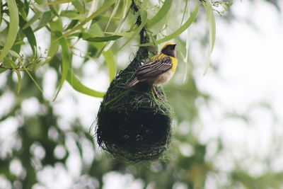 Close-up of bird perching on branch