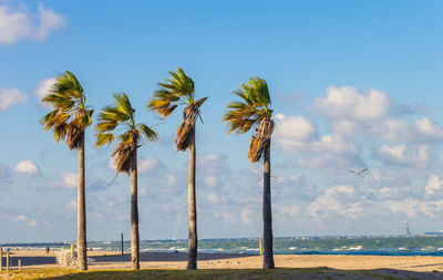 Palm trees on beach against sky