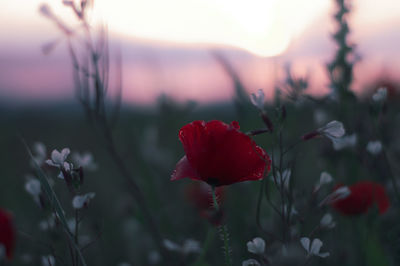 Close-up of red flowering plant on field
