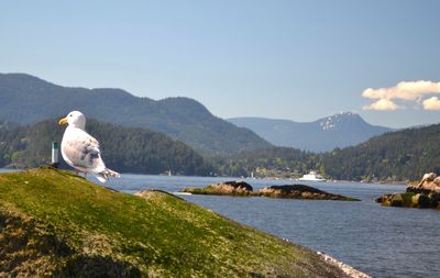 Seagull perching on rock by sea against sky