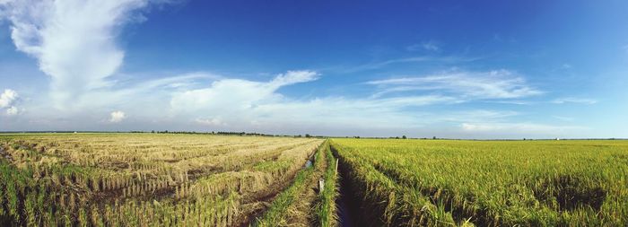 Scenic view of agricultural field against blue sky