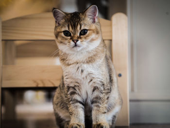 Close-up portrait of cat sitting