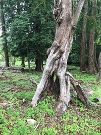 Trees in forest