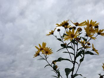 Low angle view of yellow flowering plant against sky