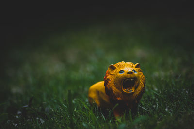 Close-up of a reptile on a field