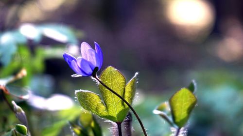 Close-up of insect on purple flower