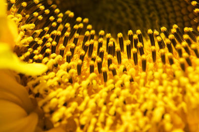 Macro pollen sunflower 