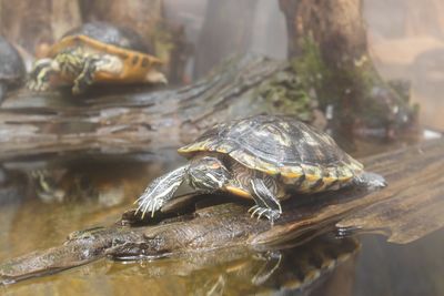 Close-up of turtle in a water