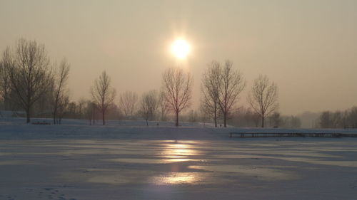 Frozen trees against sky during winter