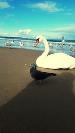 View of swan on beach