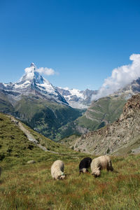 Scenic view of blacknose sheep in the alps, with the famous matterhorn in the background.
