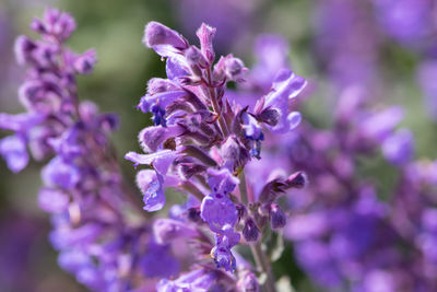 Close-up of purple flowering plant