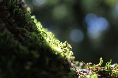 Close-up of plant against blurred background