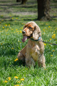 Dog sitting on field