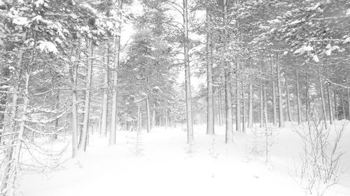 Trees in forest