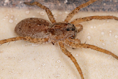 Close-up of spider