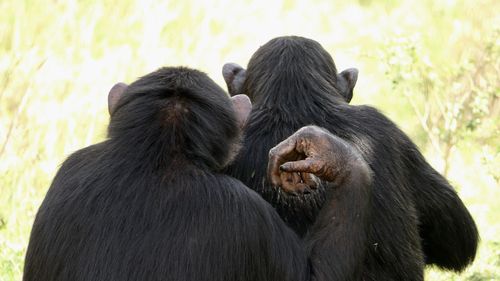 Portrait of a monkey