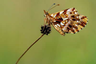 Close-up of butterfly on plant