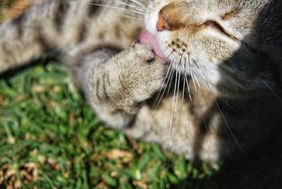 Close-up of a cat