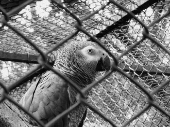 Close-up of parrot in cage