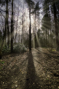 Trees growing in forest