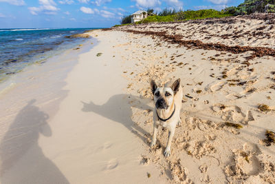 View of dog on beach