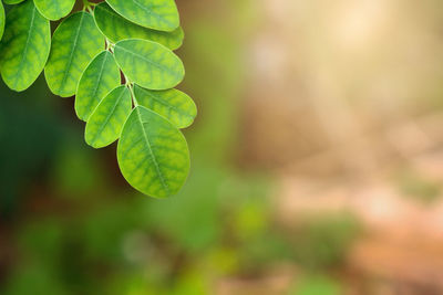 Close-up of fresh green leaves