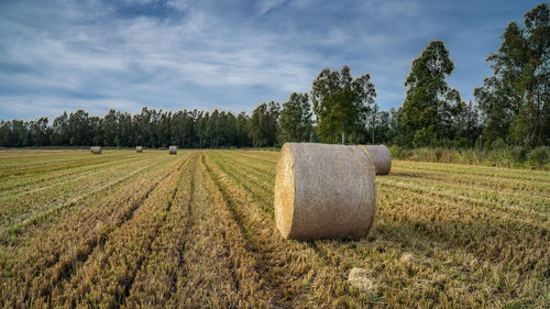 Hay bail harvesting in golden field landscape, south sardinia