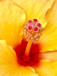 Full frame shot of yellow flower