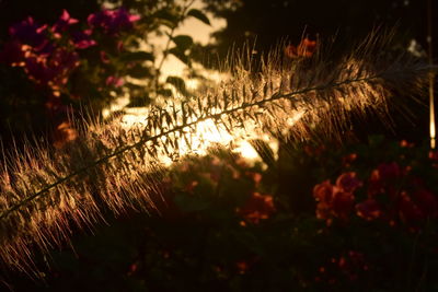 Close-up of silhouette trees against sky during sunset