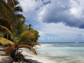 Palm tree by sea against sky