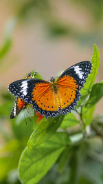 Close-up of butterfly pollinating flower