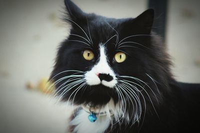 Close-up portrait of cat