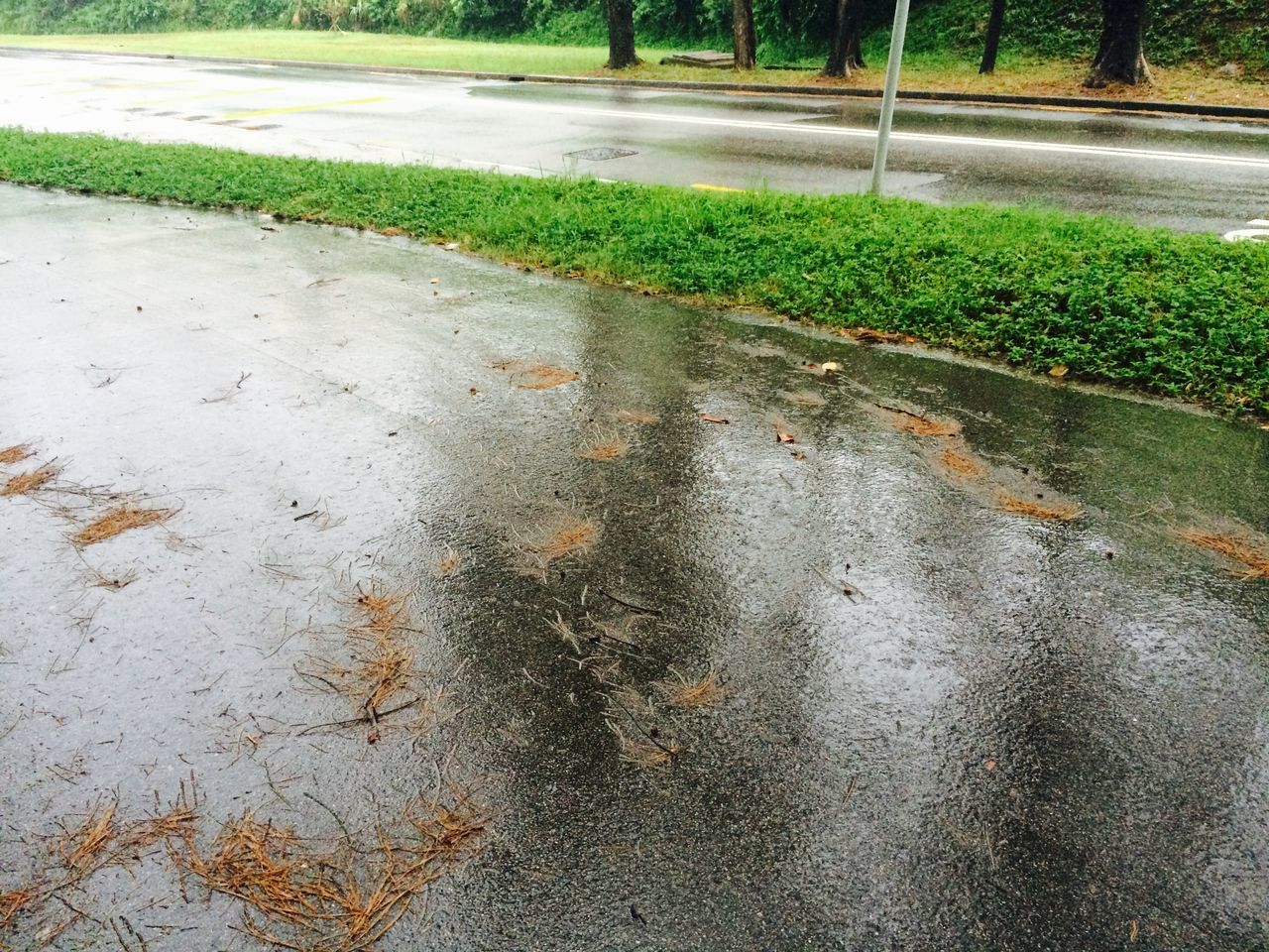 transportation, street, asphalt, road, wet, road marking, high angle view, the way forward, grass, rain, day, outdoors, no people, diminishing perspective, season, footpath, nature, growth, vanishing point, sunlight