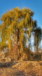 Low angle view of yellow tree against clear sky